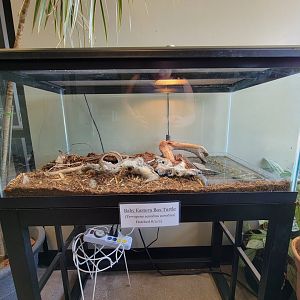 Riverside Reptiles - Juvenile eastern box turtles