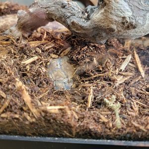 Riverside Reptiles - Juvenile eastern box turtle