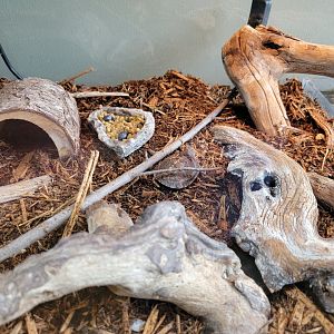 Riverside Reptiles - Juvenile eastern box turtles