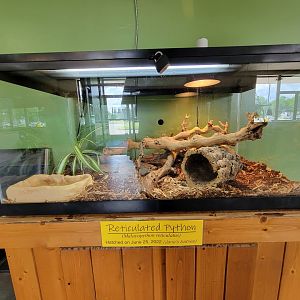 Riverside Reptiles - Juvenile reticulated pythons