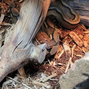 Riverside Reptiles - Month old reticulated python