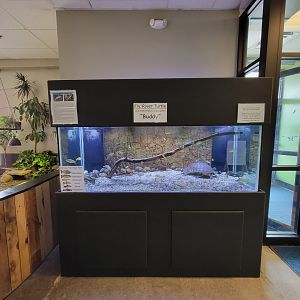 Riverside Reptiles - Fly river turtle and fish