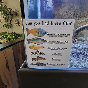 Riverside Reptiles - Fishes with fly river turtle