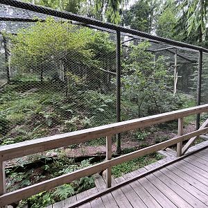 Scottish Wildcat Exhibit #1
