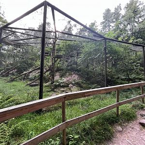 Scottish Wildcat Exhibit #2