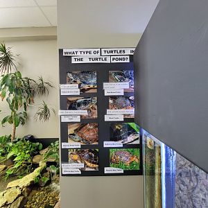 Riverside Reptiles - Pond turtles (were all outside)