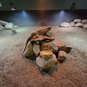 Riverside Reptiles - Iguana