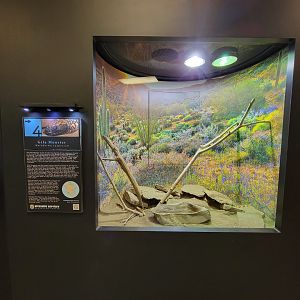 Riverside Reptiles - Gila monster