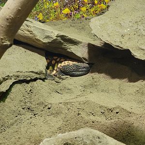 Riverside Reptiles - Gila monster