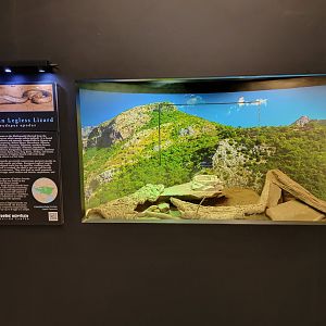 Riverside Reptiles - Sheltopusik