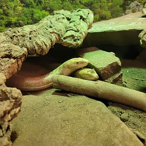 Riverside Reptiles - Sheltopusik
