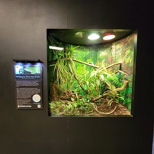 Riverside Reptiles - Madagascar giant day gecko and panther chameleon