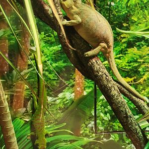 Riverside Reptiles - Chameleon