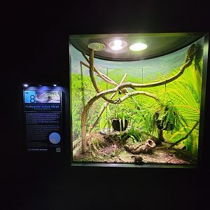 Riverside Reptiles - Prehensile-tailed skink