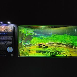 Riverside Reptiles - Matamata