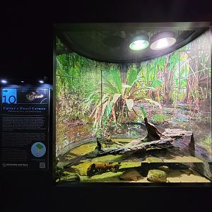 Riverside Reptiles - Cuvier's dwarf caiman