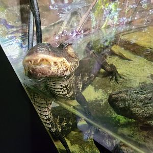 Riverside Reptiles - Cuvier's dwarf caiman