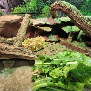 Riverside Reptiles - Pancake tortoise, texas fence lizard