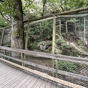 Pallas’s Cat Exhibit #3