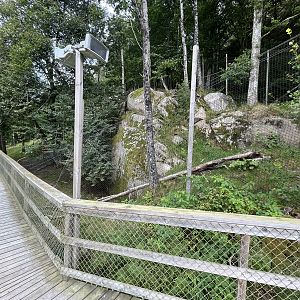 Chinese Dhole Exhibit