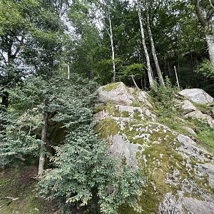 Chinese Dhole Exhibit