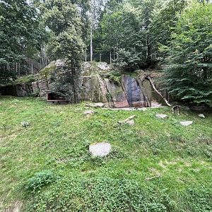 Chinese Dhole Exhibit