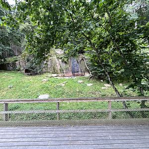 Chinese Dhole Exhibit