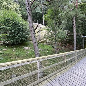 Chinese Dhole Exhibit
