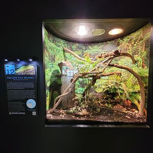 Riverside Reptiles - Emerald tree monitor