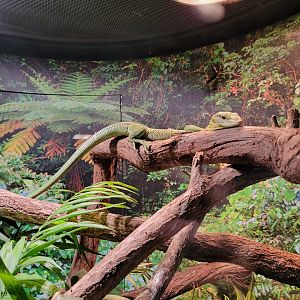 Riverside Reptiles - Emerald tree monitor