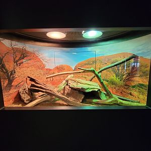 Riverside Reptiles - Spiny-tailed monitor