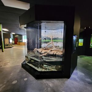 Riverside Reptiles - Green anaconda pair