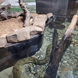 Riverside Reptiles - Green anaconda pair