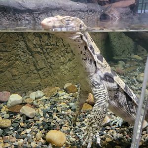 Riverside Reptiles - Asian water monitor