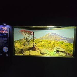 Riverside Reptiles - Red spitting cobra