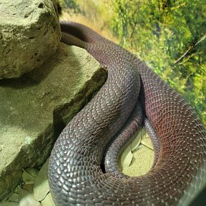 Riverside Reptiles - Red spitting cobra
