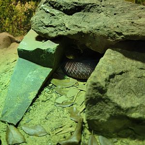 Riverside Reptiles - Red spitting cobra