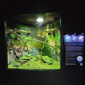 Riverside Reptiles - Vietnamese blue beauty rat snake