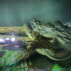 Riverside Reptiles - Vietnamese blue beauty rat snake