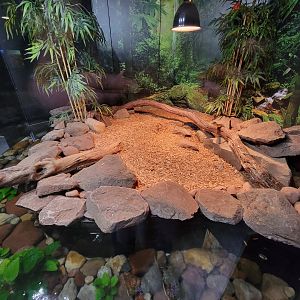 Riverside Reptiles - King cobra