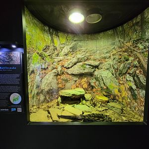 Riverside Reptiles - Timber rattlesnake