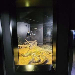 Riverside Reptiles - Reticulated pythons