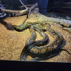 Riverside Reptiles - Reticulated pythons
