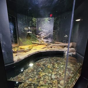 Riverside Reptiles - Reticulated pythons