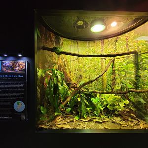 Riverside Reptiles - Emerald tree boa, Brazilian rainbow boa