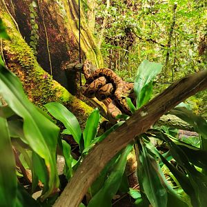 Riverside Reptiles - Brazilian rainbow boa