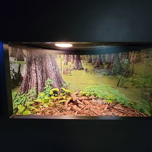 Riverside Reptiles - West African gaboon viper