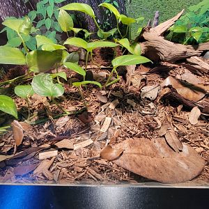 Riverside Reptiles - West African gaboon viper
