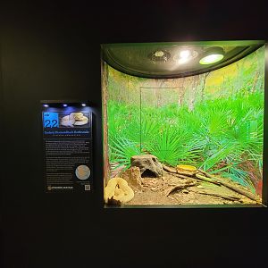 Riverside Reptiles - Eastern diamondback