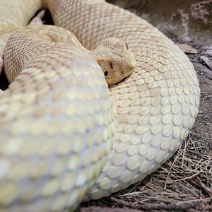 Riverside Reptiles - Eastern diamondback